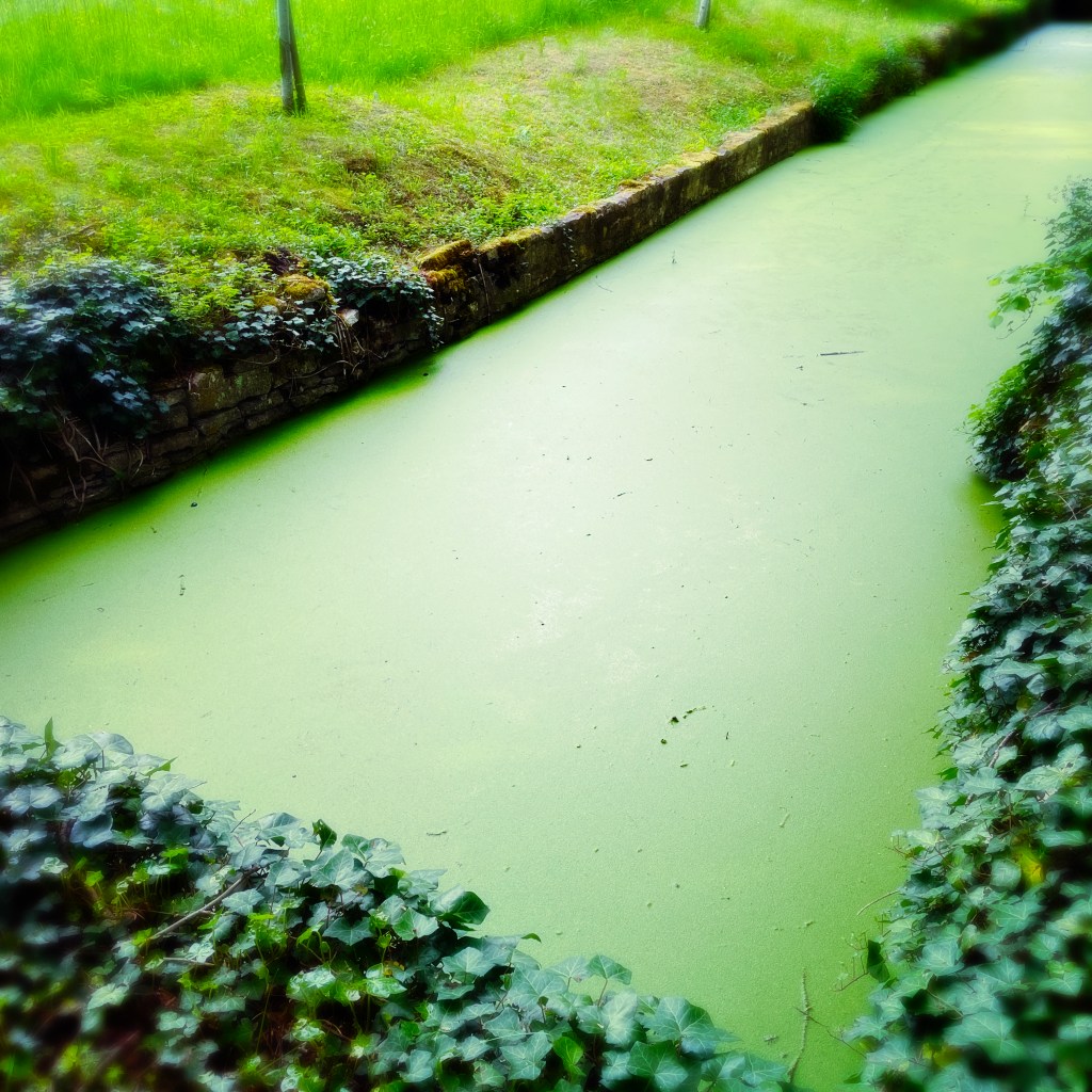 Douves du château de Saint Rémy — eau très verte — lierre sur les bords