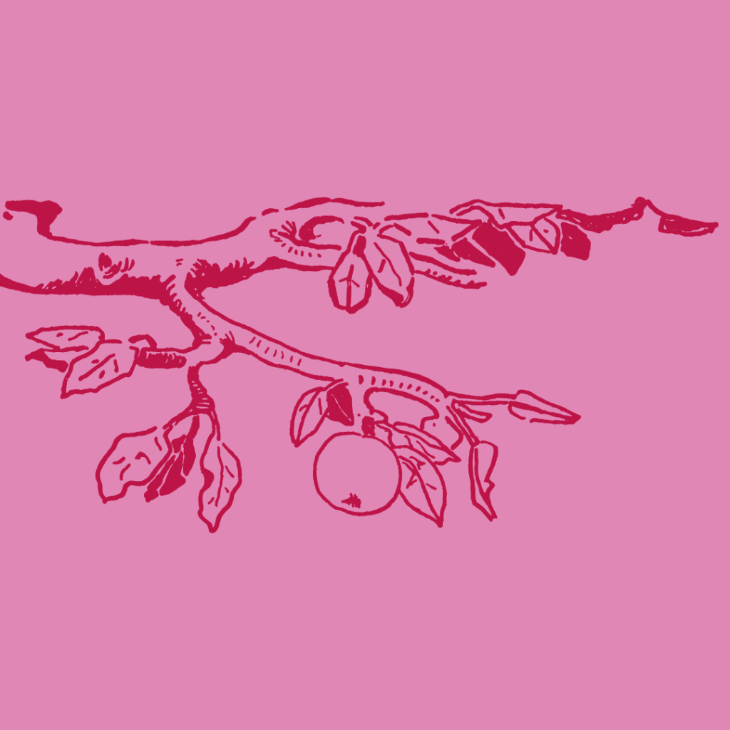 Deux branches d'un pommier avec des feuilles et une pomme — gravure de couleur rouge — fond rose. Référence à la chanson de John Lennon, Grow Old with me. 