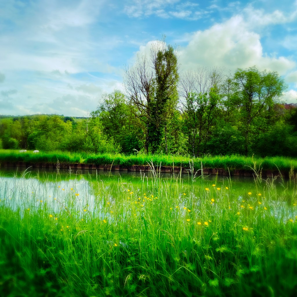 Vue du Canal de Bourgogne à Saint Rémy — herbe très verte — eau tout aussi verte