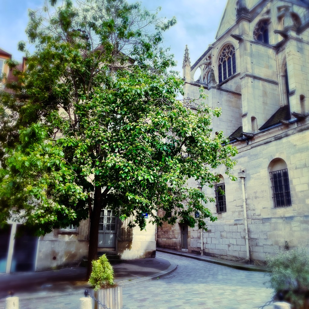 ehretia dicksonii devant Saint Etienne du Mont