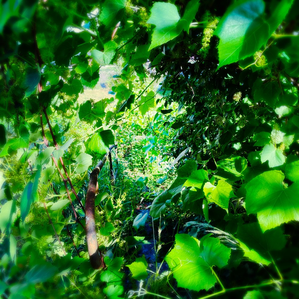 L'escalier enchanté — tunnel de vigne — Montbard, juin 2023