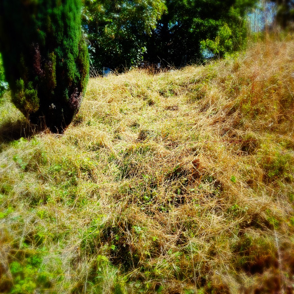 Jardin vec cyprés — l'herbe est très jaune malgré un mois d'aout pluvieux — Aout 2023 — Bourgogne — Ph © Clémence Zagorski — Bilan du mois d'aout