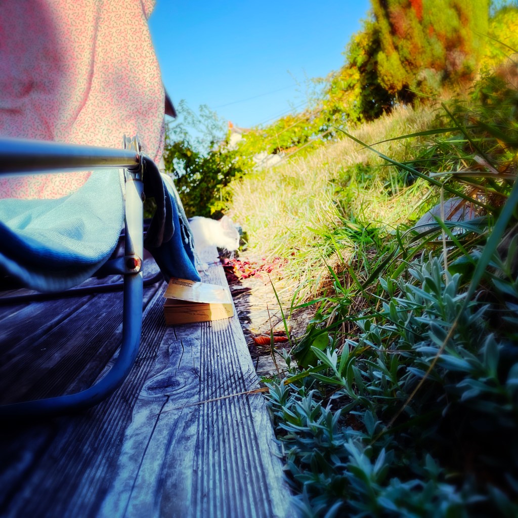 Chaton dans un jardin — Bilan octobre