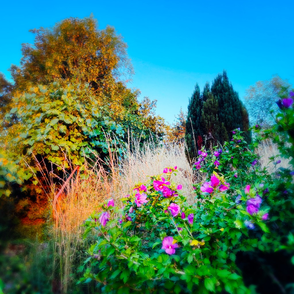 Jardin en Bourgogne au soir du 14 juillet 2023 — ph © Clémence Zagorski