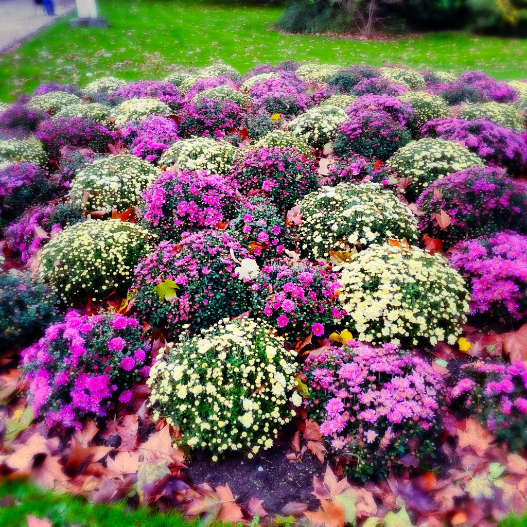 Chrysanthèmes roses, mauves et jaunes au jardin du Luxembourg, feuilles mortes, herbe verte — ph © Clemence Zagorski