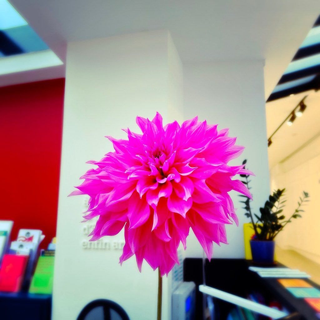 Dalhia rose à l'accueil de l'Adagp — juillet 2023 — ph © Clémence Zagorski 