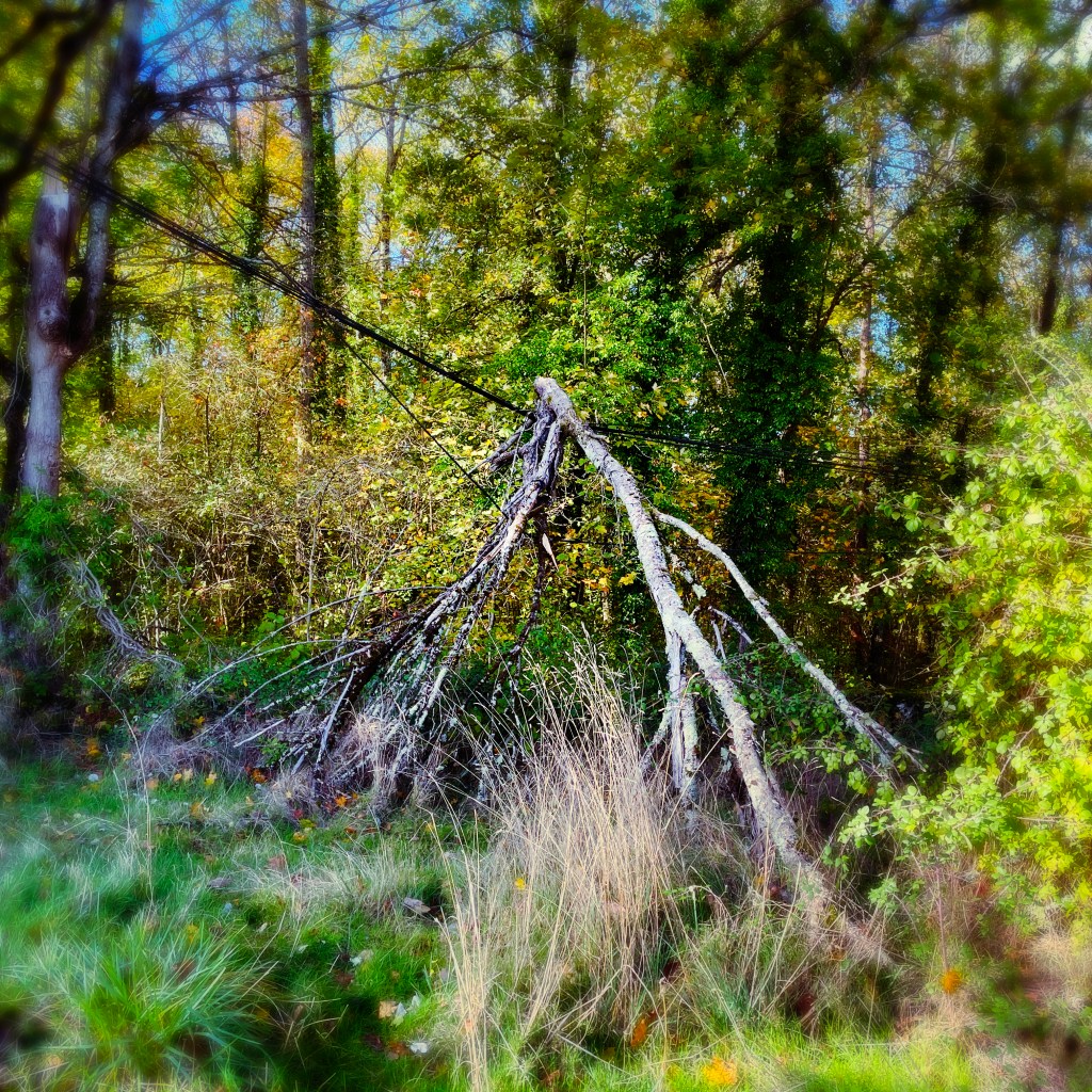 Forêt, fils téléphoniques, arbre écroulé — tons verts et dorés, arbre marron. Bilan Novembre
