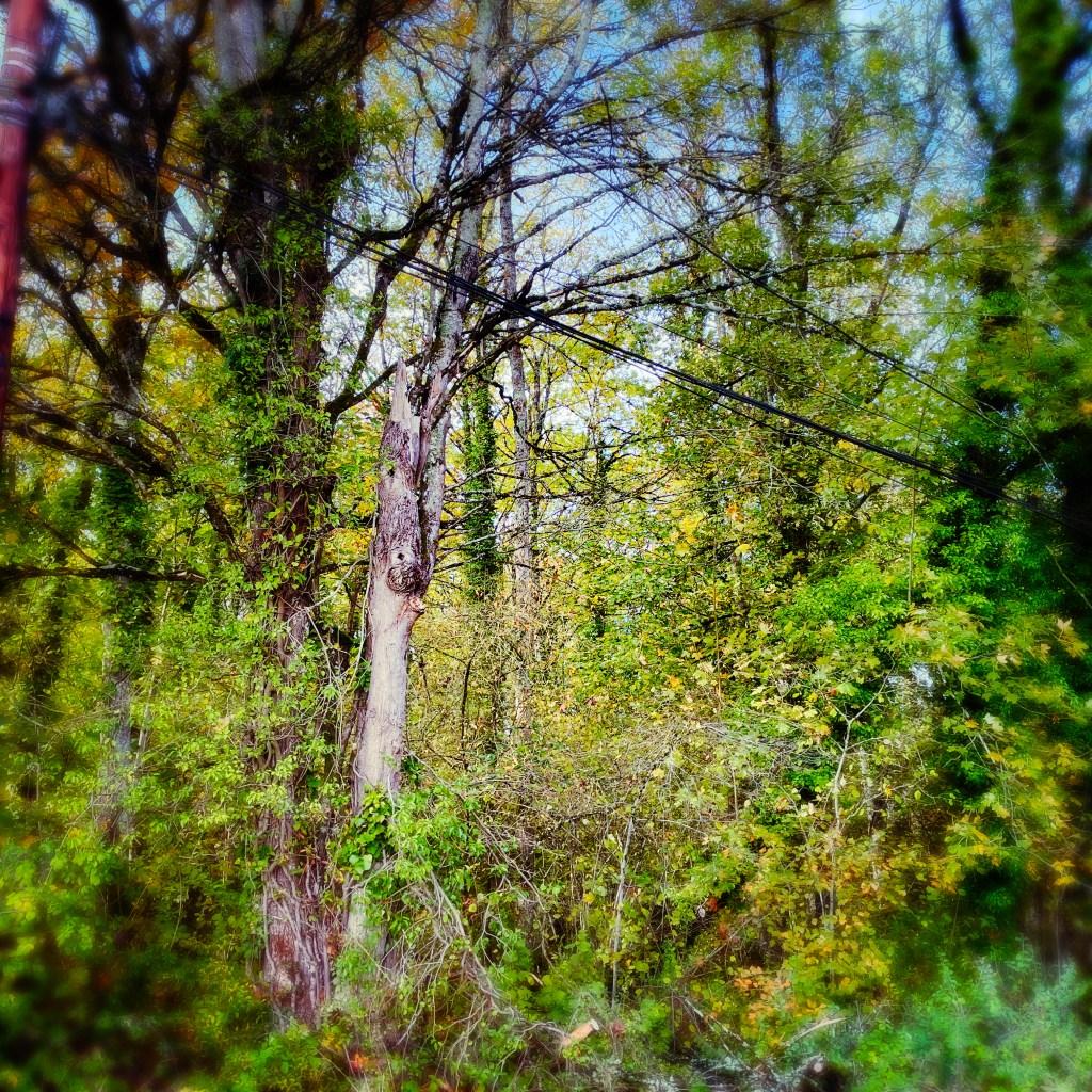 Forêt &  fils téléphoniques — Bilan novembre