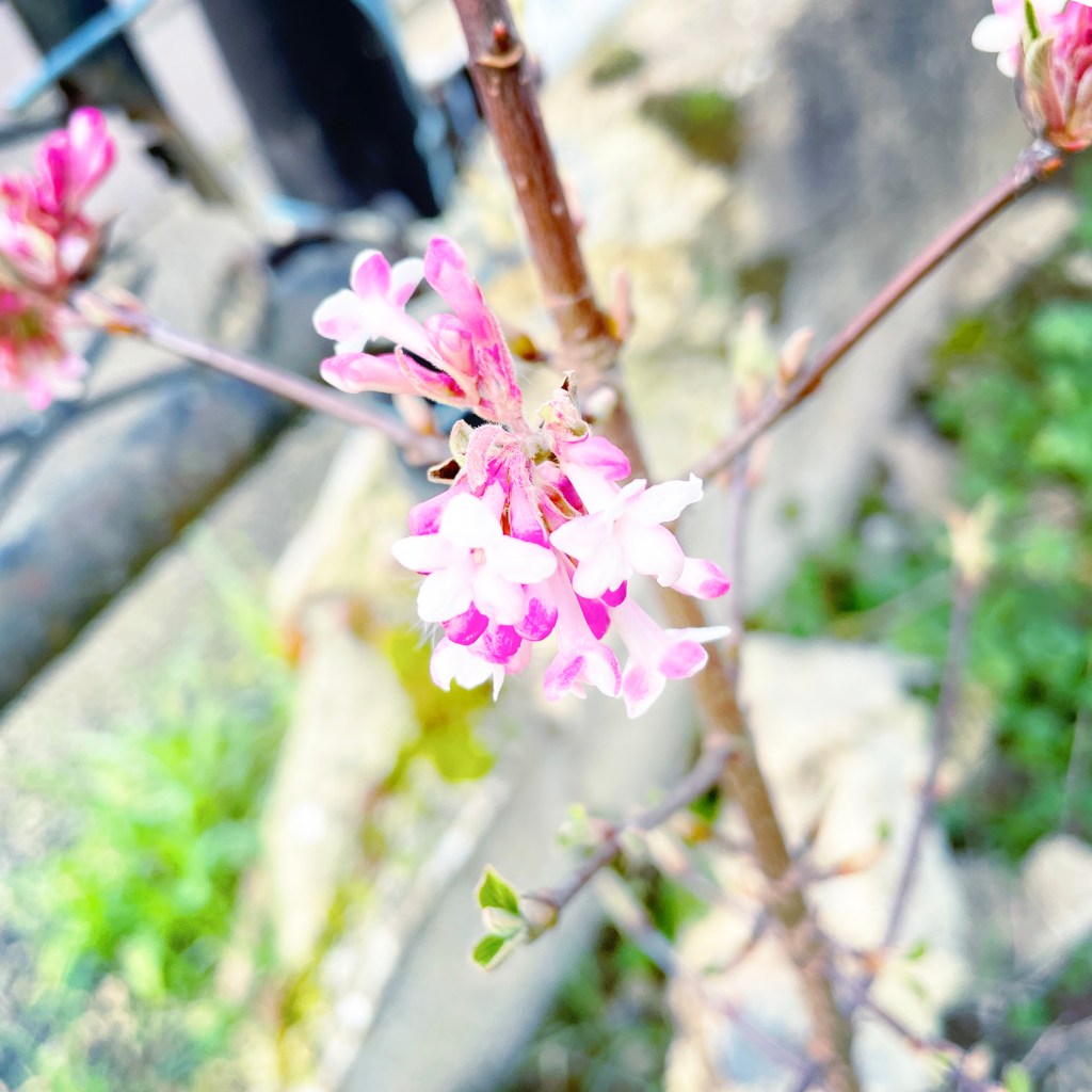 Viorne chétif mais fleuri (petites fleurs roses en forme de clochettes)