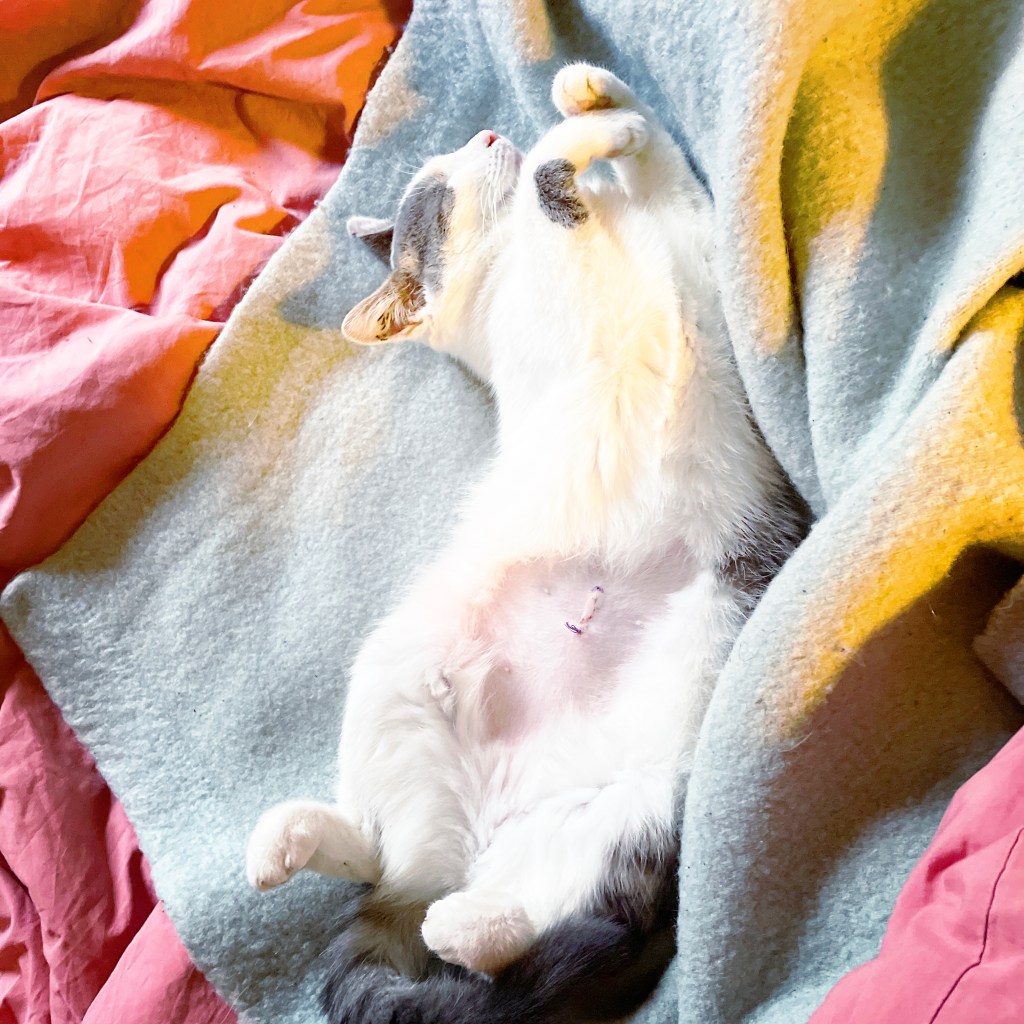 Chaton de six mois avec cicatrice de stérilisation dormant sur une couverture bleu sur des draps roses. 