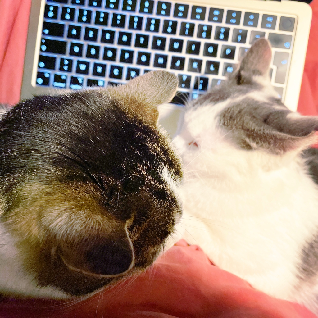 Deux chats devant un ordinateur portable posé dans un lit. 