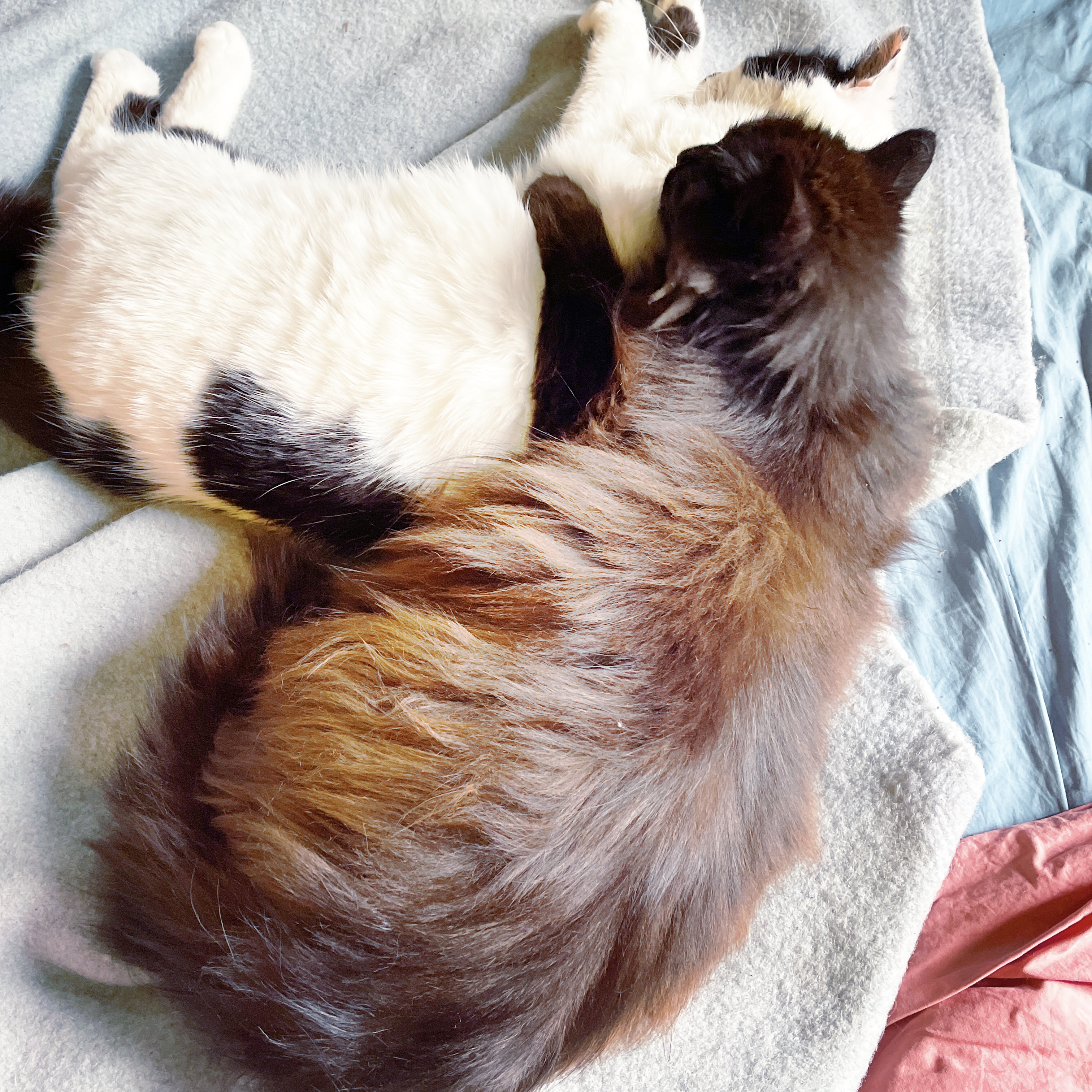 Chat noir posant affectueusement sa patte sur un chat blanc dans un lit. 